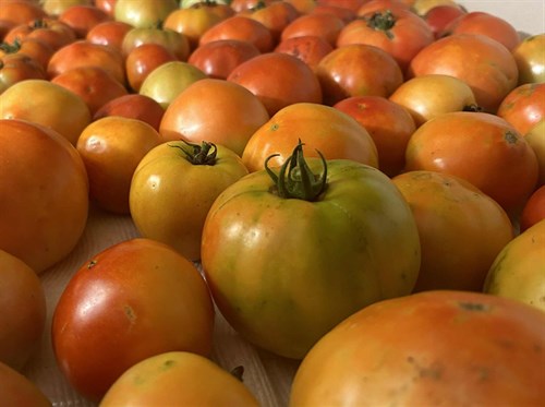 Medium Tomatoes